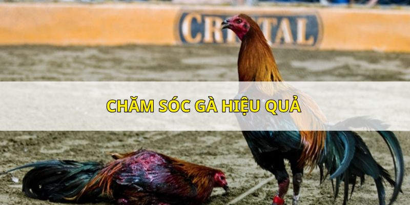 Các giống gà đá hay cần được chăm sóc cẩn thận