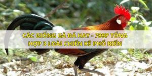 Các Giống Gà Đá Hay - 789P Tổng Hợp 3 Loài Chiến Kê Phổ Biến