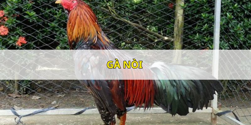 Kê nòi Bình Định có sức bền vượt trội, bản lĩnh chiến đấu cao