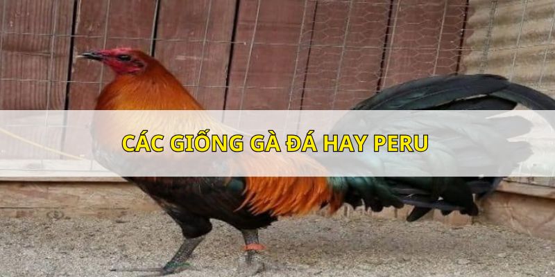 Peru là giống kê có khả năng chiến đấu ấn tượng, ngoại hình vạm vỡ