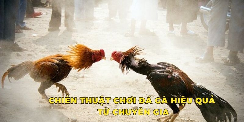 Chiến thuật dự đoán kết quả đá gà hiệu quả từ chuyên gia