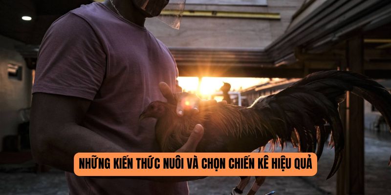 Những kiến thức nuôi và chọn chiến kê hiệu quả