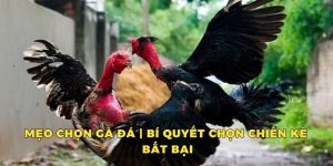 Mẹo Chọn Gà Đá - Bí Quyết Lựa Chọn Chiến Kê Bất Bại