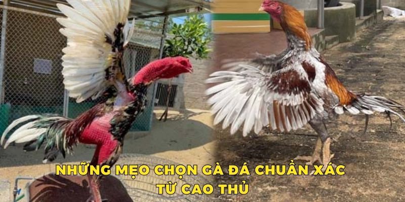 Những mẹo chọn gà đá chuẩn xác từ cao thủ