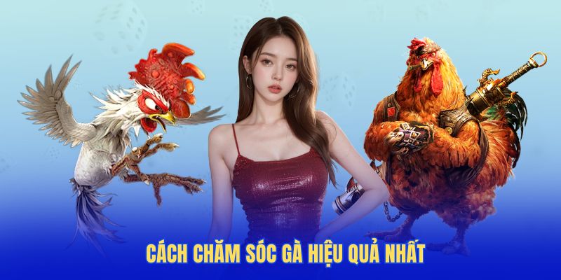 Tổng hợp các phương pháp chăm sóc gà hiệu quả nhất